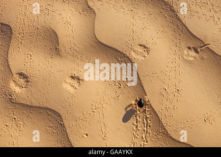 Tenebrionid beetle (Tenebrionidae) attraversando Fennec volpe (Vulpes vulpes zerda) tracce sulla sabbia. Grand Erg orientale, Kebili governatorato. La Tunisia. Foto Stock