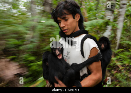 Uomo con Chamec scimmie ragno (Ateles chamek) tenuta su di lui come egli cammina attraverso il santuario. Ikamaperou Santuario, Amazon, Perù. Ottobre 2006. Foto Stock