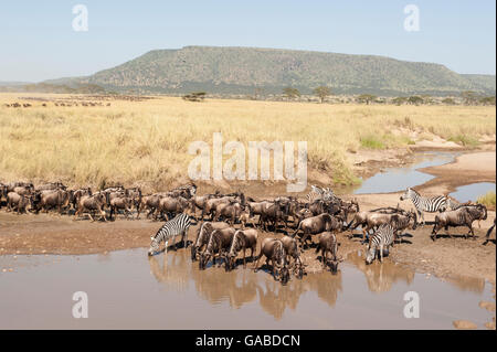 La Burchell zebra (Equus burchellii) e blu GNU (Connochaetes taurinus) nella grande migrazione Serengeti National Park Foto Stock