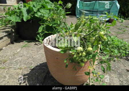 Estate giardinaggio in contenitori Foto Stock