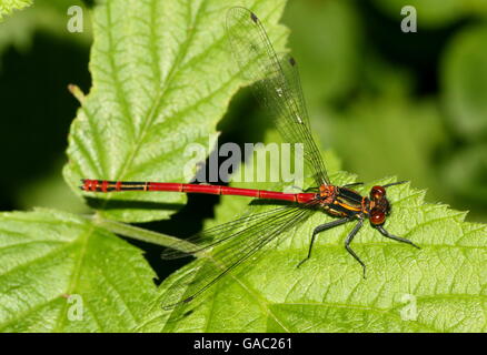 Europei maschili grandi Damselfly rosso (Pyrrhosoma nymphula) Foto Stock