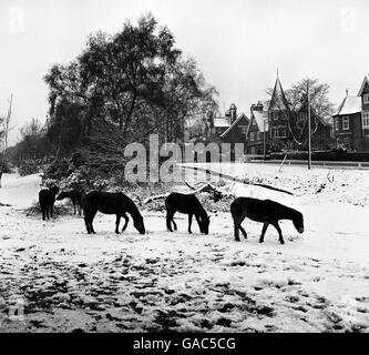 Pony su erba coperta neve nella New Forest, vicino Lyndhurst, dopo Blizzards spazzato attraverso la Gran Bretagna. Foto Stock