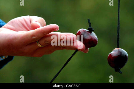 Un concorrente prende la mira durante i Campionati mondiali di Conker tenutisi ad Ashton, nel Northamptonshire. Foto Stock