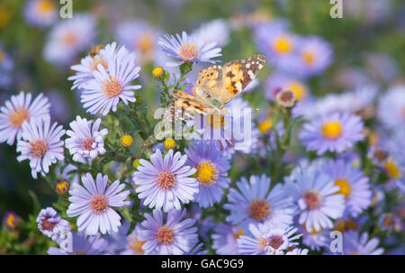 Un fiorire di fiori viola con il polline giallo con una farfalla arancione Foto Stock