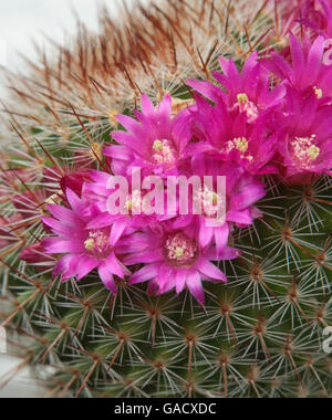 Cactus fioritura a inizio estate con luminosi fiori rosa intorno alla parte superiore della pianta Foto Stock
