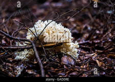 Il cavolfiore Mushroom - Sparassis Crispa Foto Stock