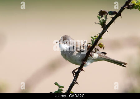 Whitethorat comune (Sylvia communis) maschio adulto arroccato su di rovo e cantare in territorio di allevamento, Norfolk, Inghilterra, può Foto Stock