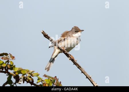 Whitethorat comune (Sylvia communis) maschio adulto arroccato su di rovo e cantare in territorio di allevamento, Norfolk, Inghilterra, può Foto Stock