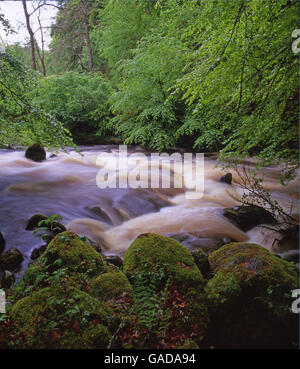 Birks di Aberfeldy, Perthshire Scozia Scotland Foto Stock