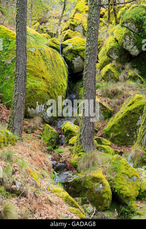Scena naturale di un ruscello boschivo europeo con pinete e muschio e lichen colombi coperti, Serra da Estrela parco naturale e montagne, Portogallo Foto Stock