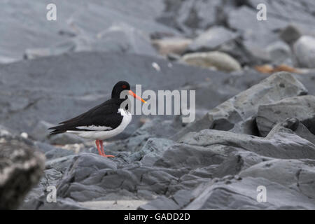 Eurasian Oystercatcher (Haematopus ostralegus), adulto in piedi su una roccia, Vardø, Finnmark, Norvegia Foto Stock