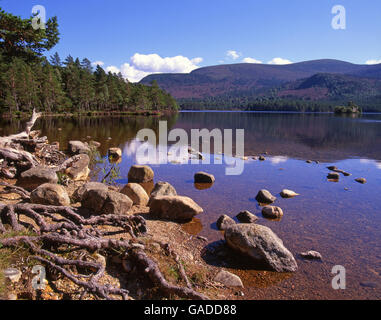 Tranquilla estate di scena sul Loch un Elein, Cairngorms, Scozia Foto Stock