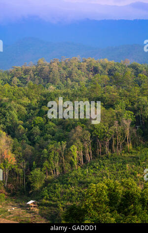 Vista della foresta pluviale su una escursione in Doi Inthanon national park, Chiang Mai, Thailandia Foto Stock