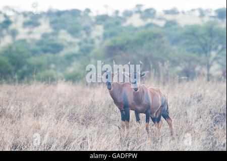 Topi (Damaliscus lunatus jimela), il Parco Nazionale del Serengeti, Tanzania Foto Stock