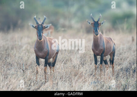 Topi (Damaliscus lunatus jimela), il Parco Nazionale del Serengeti, Tanzania Foto Stock