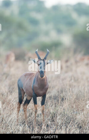 Topi (Damaliscus lunatus jimela), il Parco Nazionale del Serengeti, Tanzania Foto Stock