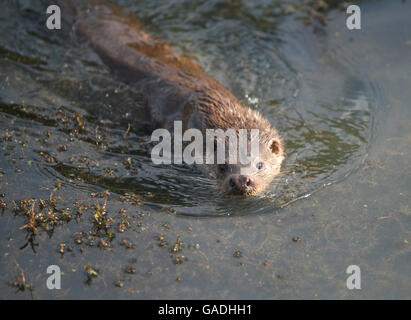 Stock in animali Foto Stock