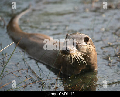 Scorta ANIMALE. Una lontra. Foto scattata in cattività. Foto Stock