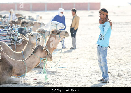 I beduini con i cammelli nel gruppo pronto per un breve giro turistico intorno all'inizio del deserto del Sahara a Douz, Tunisia. Foto Stock