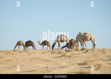 Cammelli a piedi nel deserto del Sahara a Douz, Kebili, Tunisia. Foto Stock