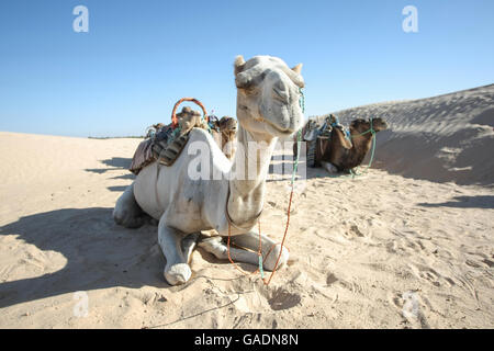 Cammelli in appoggio durante il tempo di interruzione a breve giro turistico intorno all'inizio del deserto del Sahara a Douz, Tunisia. Foto Stock