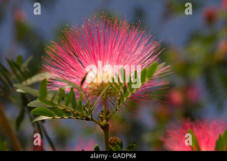 Polvere rosa Puff tree Foto Stock