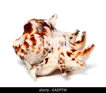 Strombidi tiger shell isolata su sfondo bianco Foto Stock