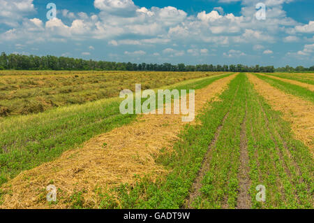 Paesaggio estivo con righe di fieno falciato in Ucraina Foto Stock