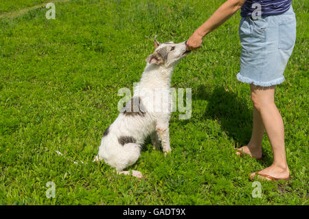 Alimentazione Master giovane cane mentre la formazione di semplici comandi esterni Foto Stock