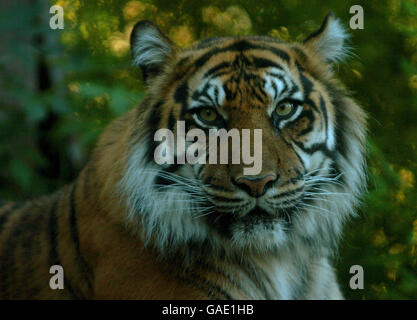 Stock - animale - Tigre di Sumatran. Una tigre di Sumatran allo Zoo di Londra. Foto Stock