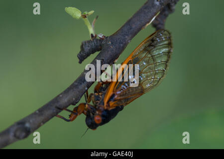 Femmina cicala periodica (magicicada septendecim) deposizione delle uova nel ramo di albero come parte di covata V emergere in a sudovest di PA. Foto Stock