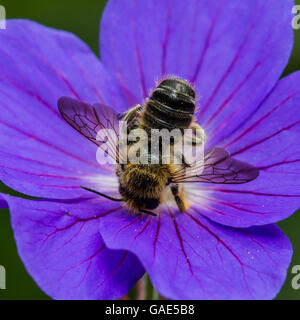 Foglia-cutter bee (specie Megachile) alimentazione su un fiore di geranio Foto Stock