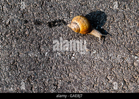 La Borgogna lumaca, romano, lumaca lumaca commestibili o escargot (Helix pomatia) su asfalto Foto Stock