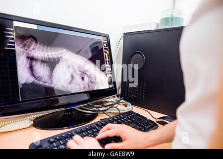 Femmina chirurgo veterinario esaminando a raggi X di un cane. Foto Stock