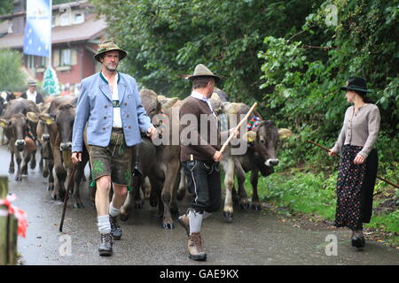 Viehscheid, separando i bovini dopo il loro ritorno dalle Alpi, Thalkirchdorf, Oberstaufen, Bavaria Foto Stock