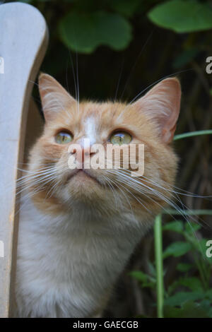 Lo zenzero cat guardando fuori da dietro il banco in legno Foto Stock