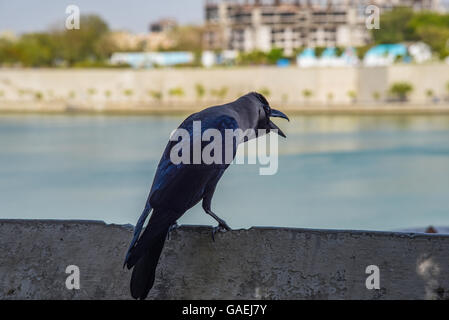 Un corvo seduto alla passerella del fiume Sabarmati anteriore in Ahmedabad, India Foto Stock