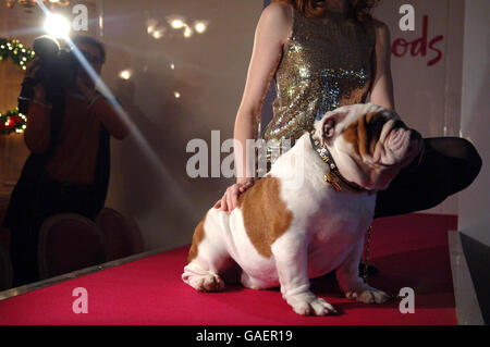 Diamanti e oro collare per cani Photocall - Londra Foto Stock