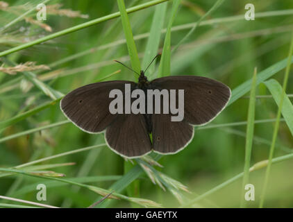 Ringlet butterfly (Aphantopus hyperantus) crogiolarsi con ante aperte in erbe Foto Stock