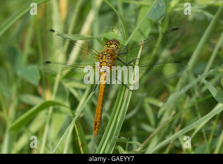 Libellula ruddy darter (Sympetrum sanguineum) femminile in prato, Inghilterra, Regno Unito Foto Stock