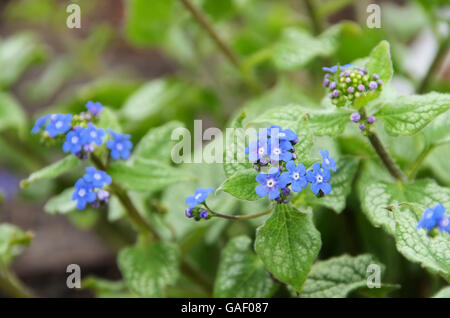 Kaukasusvergissmeinnicht - Brunnera macrophylla 01 Foto Stock