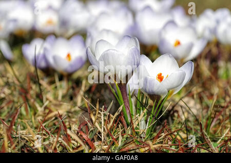 Krokus Blue Pearl im Frühling - Crokus Blue Pearl in primavera Foto Stock