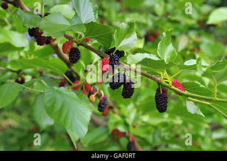 Schwarze Reife und rote unreife Maulbeeren am Baum - black mature e red acerbi gelsi sulla struttura ad albero Foto Stock