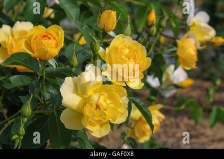 Englische Ros der Sorte Buttercup - giallo rosa inglese, chiamato Buttercup Foto Stock