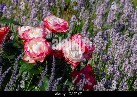 Rose Nostalgie in rot und weiß - le nostalgie di rose e fiori di lavanda in estate giardino Foto Stock