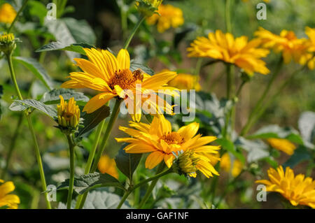 Sonnenauge - giallo oxeye daisy fiore nel giardino estivo Foto Stock