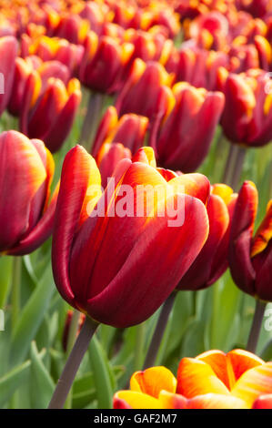 Yorkshire, GB - aiuola di Tulipa "Abu Hassan,' bella e profonda, tulipani rossi con bordi in oro - incentrato su un unico fiore. Foto Stock