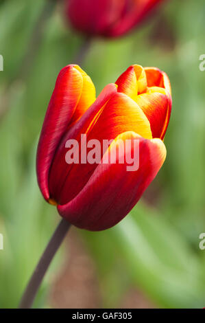Close-up di Tulipa "Abu Hassan' (Trionfo Tulip) - una bella, mogano scuro tulip con un bordo morbido di oro - Yorkshire, GB. Foto Stock