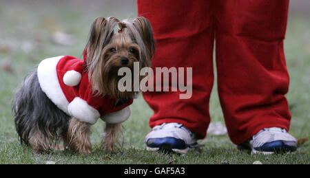 Due anni Yorkshire terrier 'slipper' al Great Scottish Santa Run in Princes Street Gardens a Edimburgo. Foto Stock