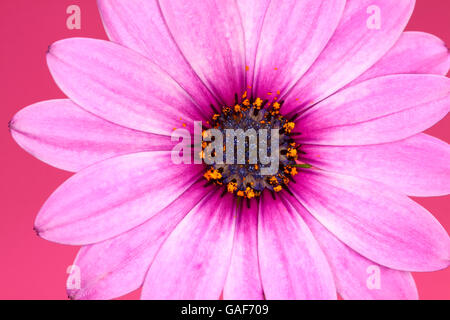 Close up di cape daisy fiori isolati su uno sfondo rosa Foto Stock